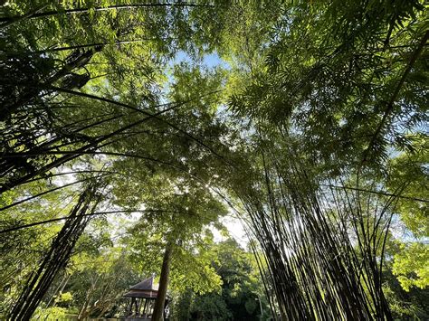  The Upright Bamboo: A Tale of Perseverance, Filial Piety, and One Very Unusual Plant!