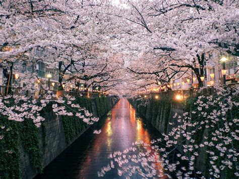 東京イベント3月: 桜の季節と都市の賑わい